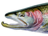 Steelhead